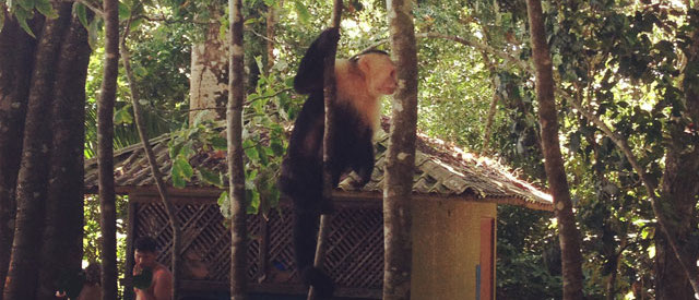 A monkey in Manuel Antonio National Park, Costa Rica