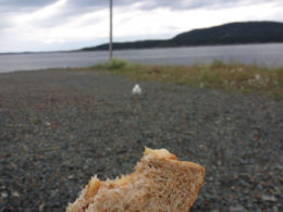 Peanut butter and banana sandwich with seagull in background