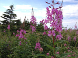 Flowers in Gros Morne National Park