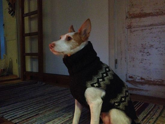 A dog named Apple in a sweater