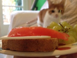 Kitten and a tomato and cheese sandwich