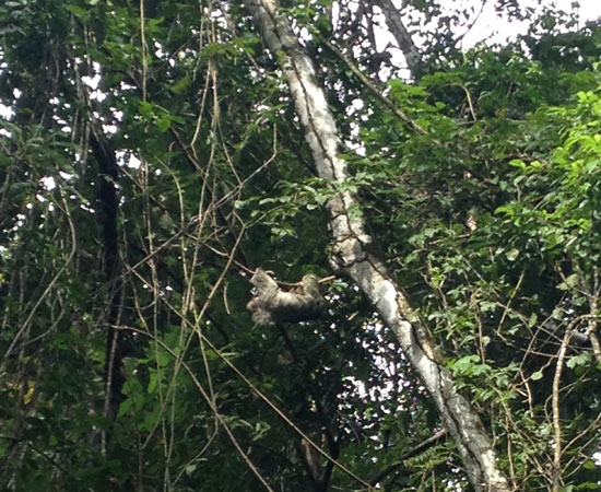 Sloth in Manuel Antonio National Park Costa Rica