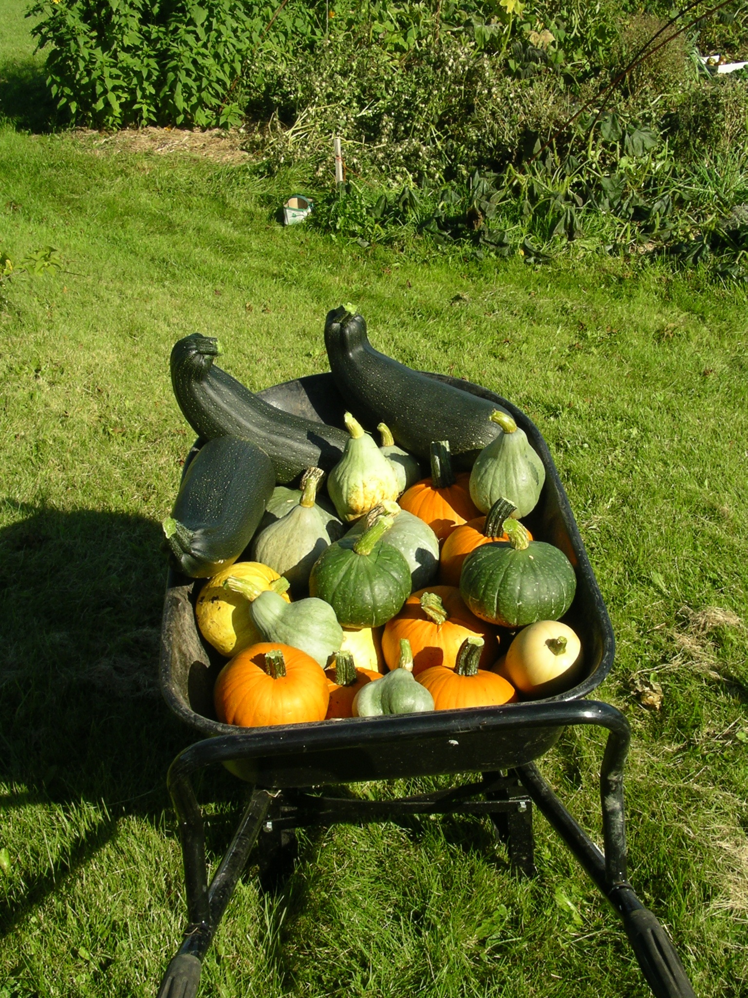 Stéphane's vegetables
