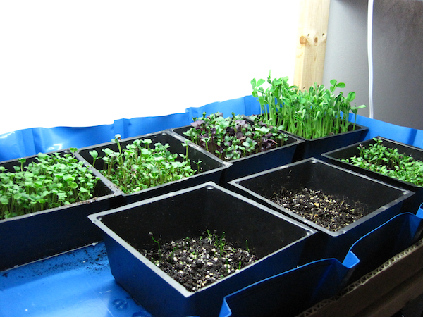 DIY Microgreens