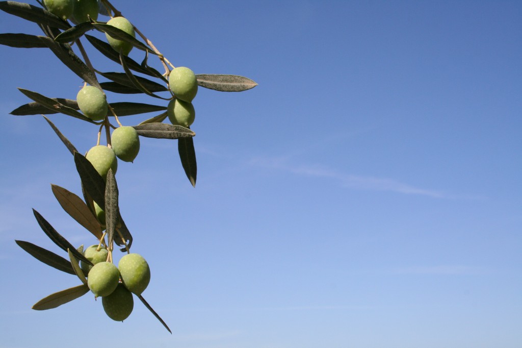 olive branch 2