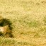 lion rolling in grass