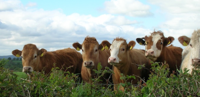 Cattle staring