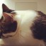 Feist the cat helping me work on T.O.F.U.
