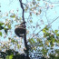 Sloth in Costa Rica