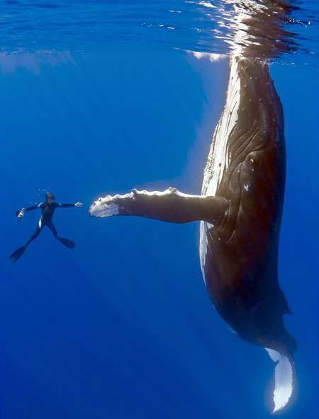 Diver and whale