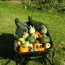 Stéphane's vegetables