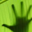 Hand silhouette behind banana leaf