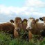 Cattle staring