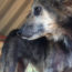 Picture of a small, older dog