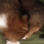 Picture of a brown and white puppy curled-up on a person's lap