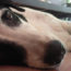 Photo of a dog with black and white markings on her face. She is laying on the ground and staring at the camera. There is white text in the foreground that says "Working for the CIA. Where Am I Wednesday"
