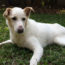 Image contains a white dog centred in the photo. The dog is looking to the right of the camera, and he's laying on green grass with trees in the background.