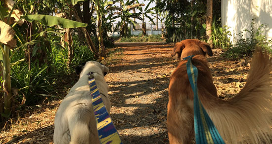 Image contains a photo of two dogs going for a walk on a dirt road. Both dogs are on leashes, which can be seen coming from the bottom of the image. The dog on the right has red fur, and the dog on the left has white fur with black spots.
