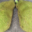Image contains a photo of a large jackfruit that has been cut in half. Both halves are faced down on concrete with the green, bumpy side facing up.