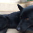 Image contains a photo of a medium-sized black dog. The dog is laying down on light coloured tile with his head rested on his front paws, He is looking to the left.